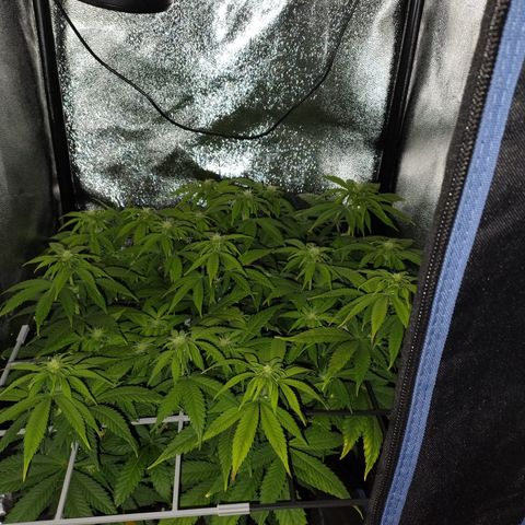 Regina growlog timeline photo