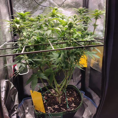Regina growlog timeline photo