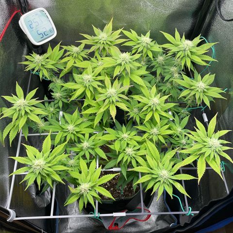 Regina growlog timeline photo