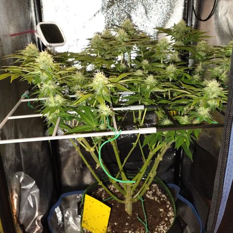 Regina growlog timeline photo
