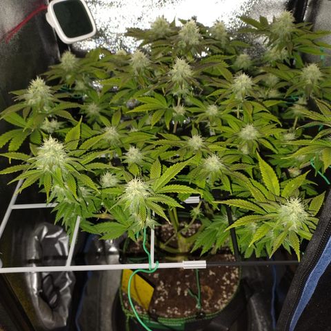 Regina growlog timeline photo