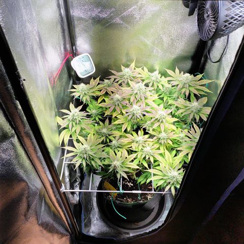 Regina growlog timeline photo