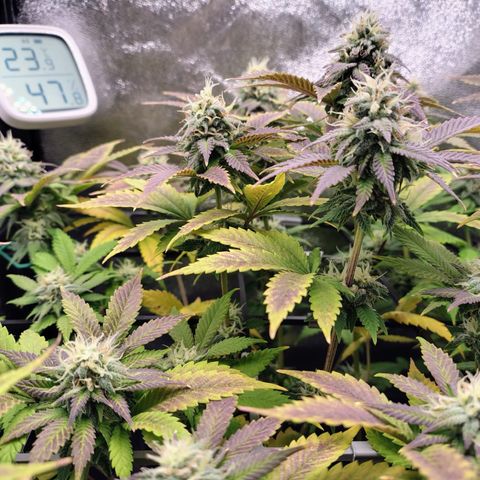 Regina growlog timeline photo