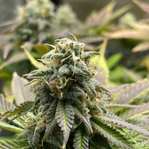Regina growlog timeline photo