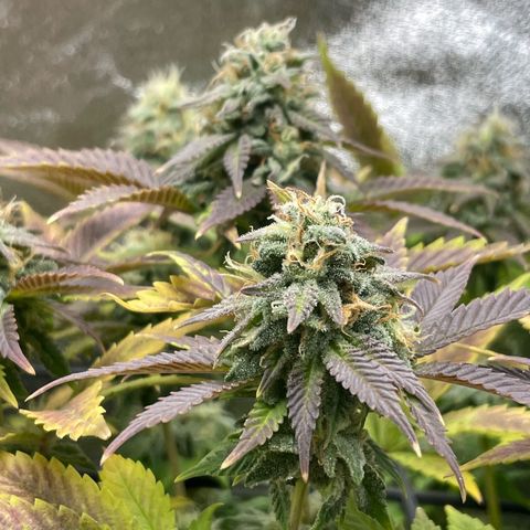 Regina growlog timeline photo