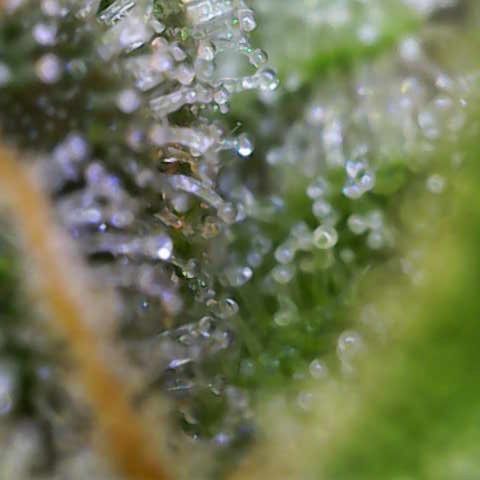 Regina growlog timeline photo