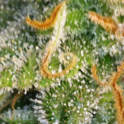 Regina growlog timeline photo