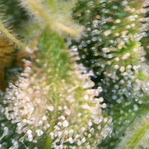 Regina growlog timeline photo