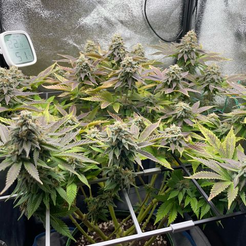 Regina growlog timeline photo