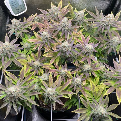 Regina growlog timeline photo
