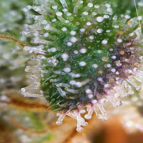 Regina growlog timeline photo