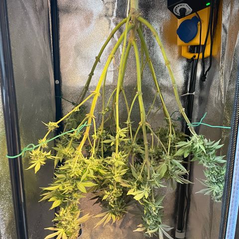 Regina growlog timeline photo