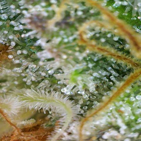 Regina growlog timeline photo
