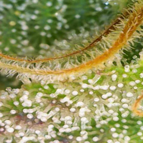 Regina growlog timeline photo