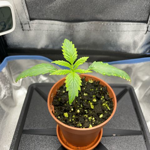 Silvia  growlog timeline photo