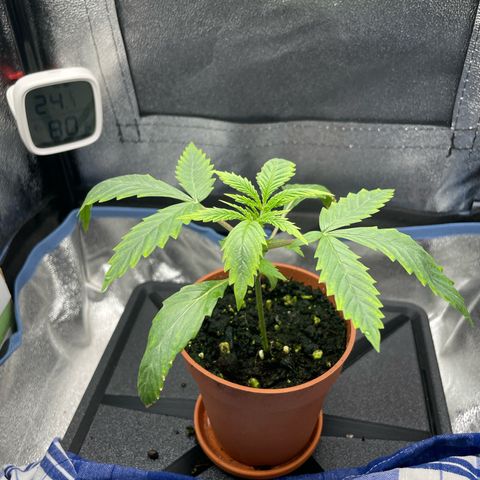 Silvia  growlog timeline photo