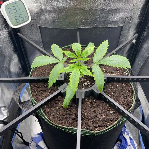 Silvia  growlog timeline photo