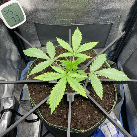 Silvia  growlog timeline photo