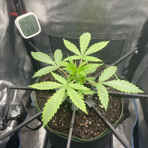 Silvia  growlog timeline photo