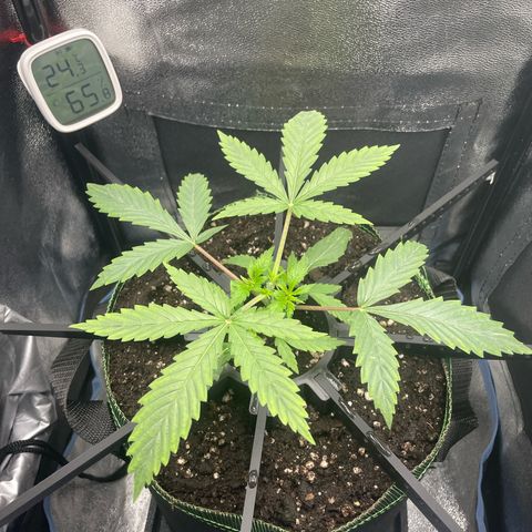Silvia  growlog photo: Topping