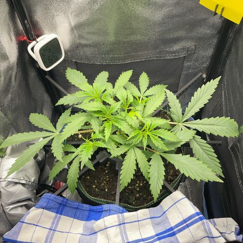Silvia  growlog photo: Licht auf 500ppfd erhöhen (65%)