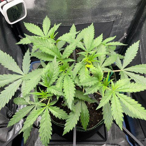 Silvia  growlog timeline photo