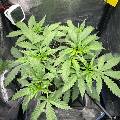 Silvia  growlog photo: Vor 2 Topping 