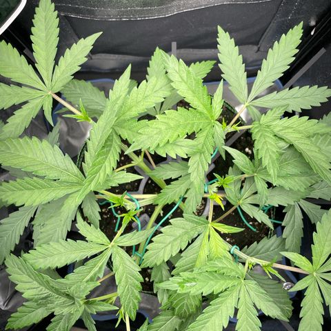 Silvia  growlog photo: Nach 2 Topping