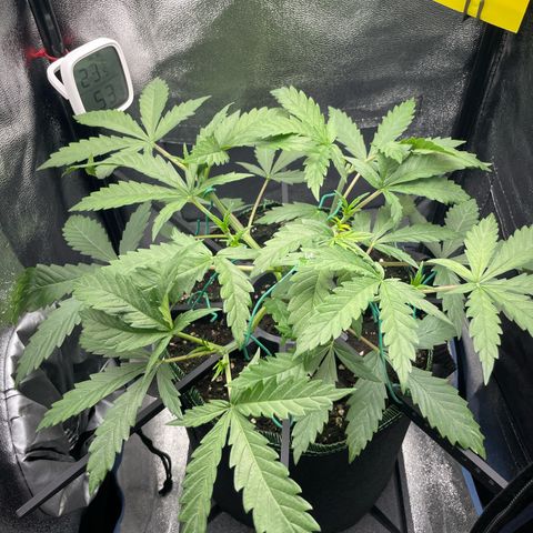 Silvia  growlog photo: Nach 2 Topping