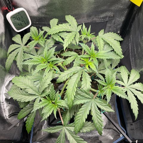 Silvia  growlog timeline photo