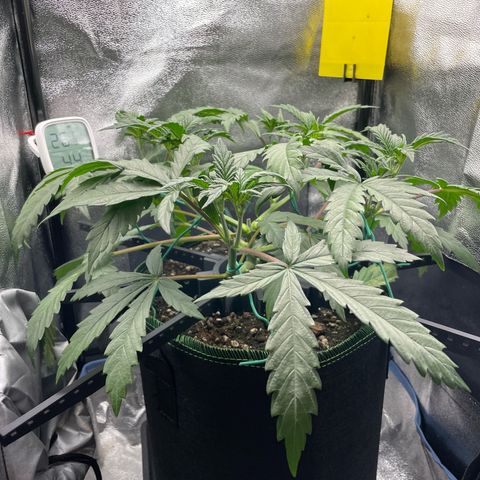 Silvia  growlog timeline photo