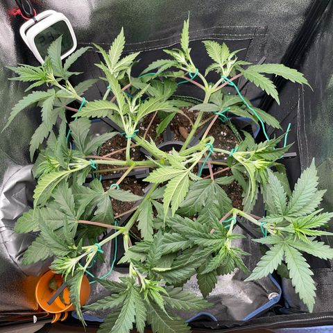 Silvia  growlog timeline photo