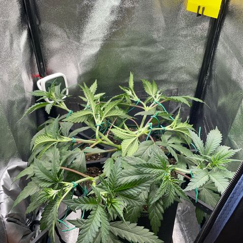 Silvia  growlog timeline photo
