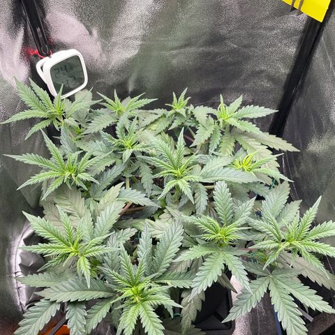 Silvia  growlog timeline photo