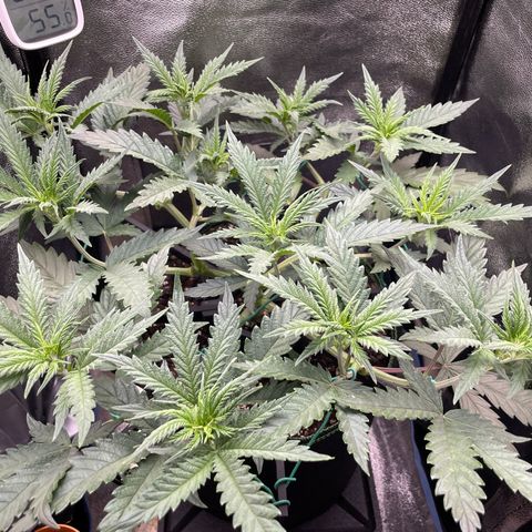 Silvia  growlog timeline photo