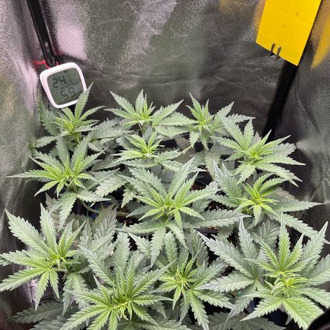 Silvia  growlog timeline photo
