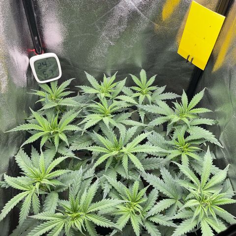 Silvia  growlog timeline photo