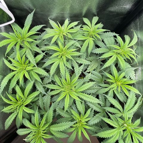 Silvia  growlog timeline photo