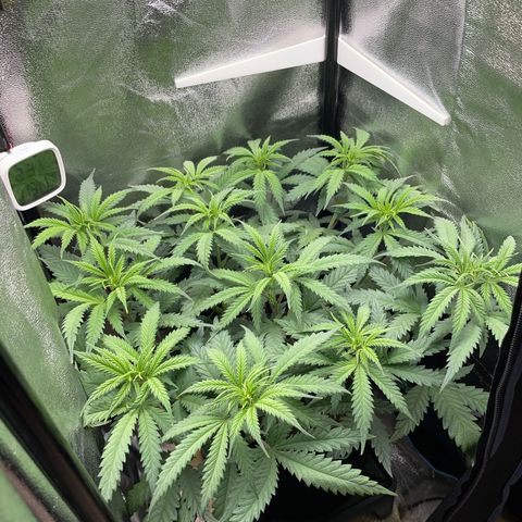 Silvia  growlog timeline photo