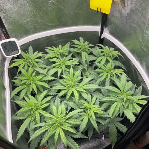 Silvia  growlog timeline photo