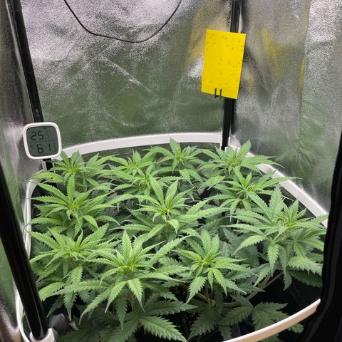 Silvia  growlog timeline photo