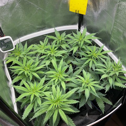 Silvia  growlog timeline photo