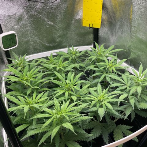 Silvia  growlog timeline photo