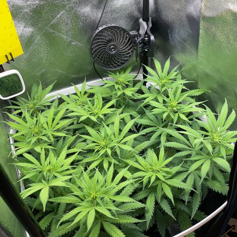 Silvia  growlog timeline photo