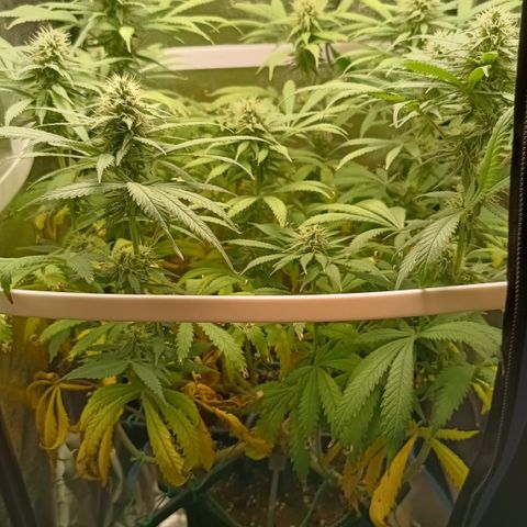 Silvia  growlog timeline photo