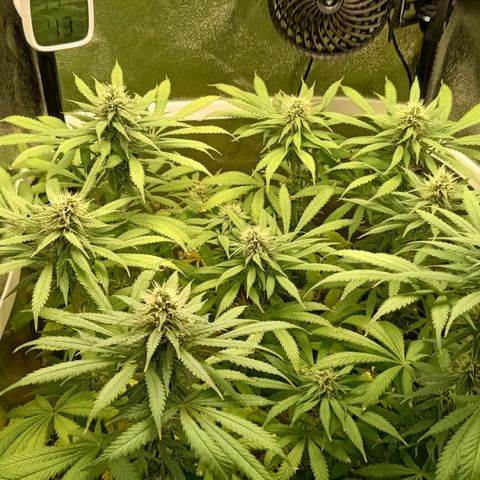 Silvia  growlog timeline photo