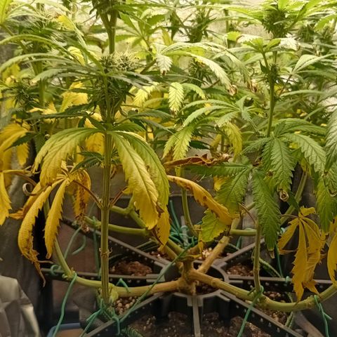 Silvia  growlog timeline photo