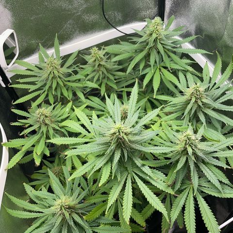 Silvia  growlog timeline photo