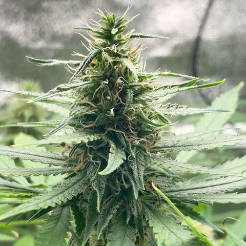 Silvia  growlog timeline photo