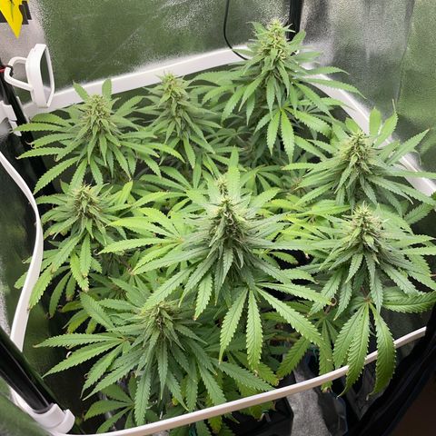 Silvia  growlog timeline photo